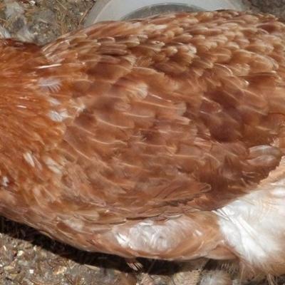 LES AUTRES ANIMAUX