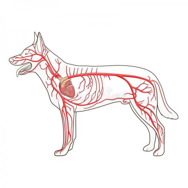 Appareil cardiovasculaire du chien elevage du bois foucher