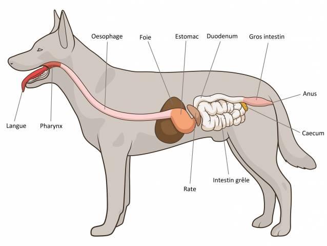 Appareil digestif du chien elevage du bois foucher