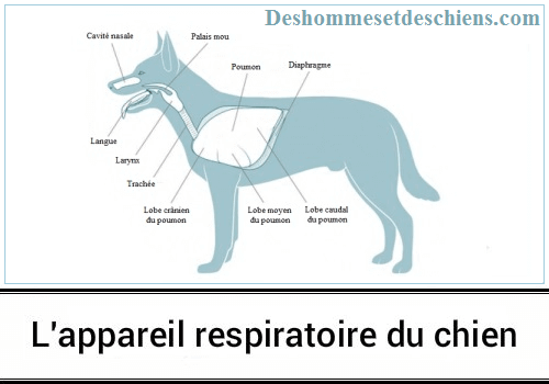 Appareil respiratoire chien elevage du bois foucher