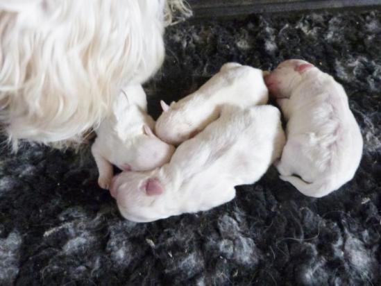 Elevage Familial De Bichons Maltais