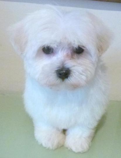 Bb withney sky bichon maltais elevage du bois foucher