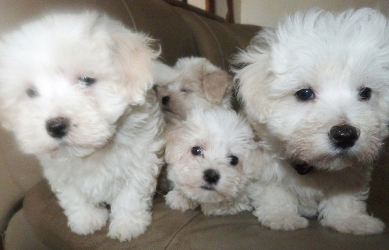 5 chiots - Mars 2016 (vendus)