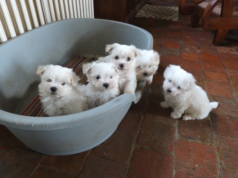 6 chiots - Octobre 2016 (vendus)