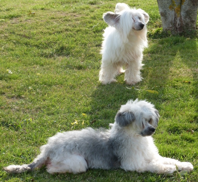 Faire repousser le poil du chien - Chien sans poil