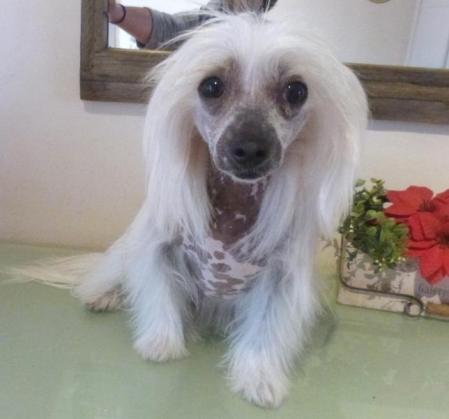 Chien chinois nu hairy elevage du bois foucher