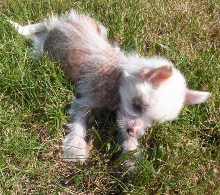 Chiot chinois nu elevage du bois foucher