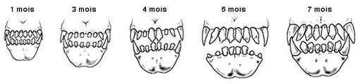 Dentition du chien elevage du bois foucher 1