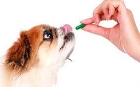 Elevage du bois foucher bichons maltais et chienschinois a crete