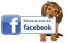 Fb chien