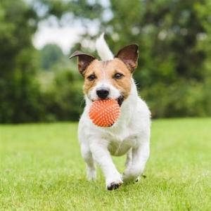 Jeu elevage familial du bois foucher vente chiots bichons maltais