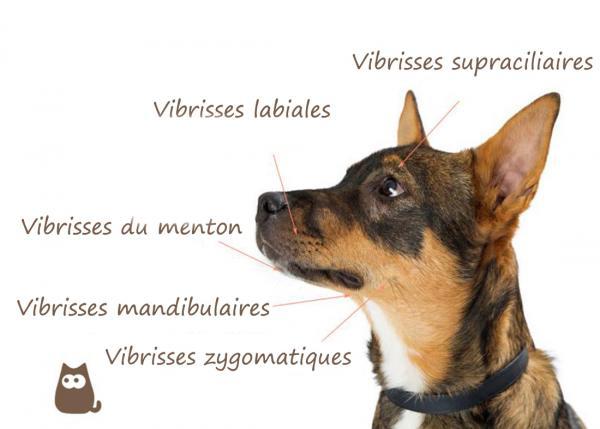 Moustaches du chien elevage du bois foucher