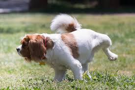 Proprete du chien elevage du bois foucher bichons maltais et chiens chinois a crete