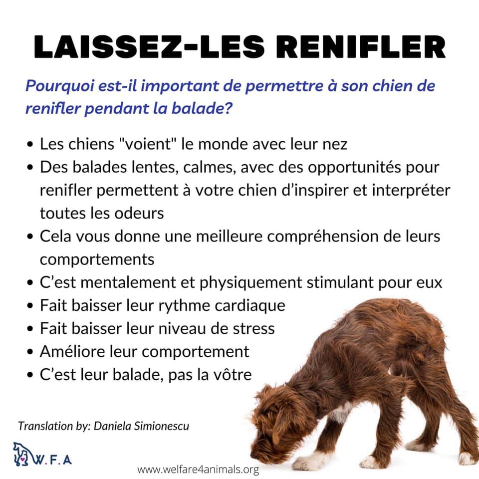 laisser renifler son chien