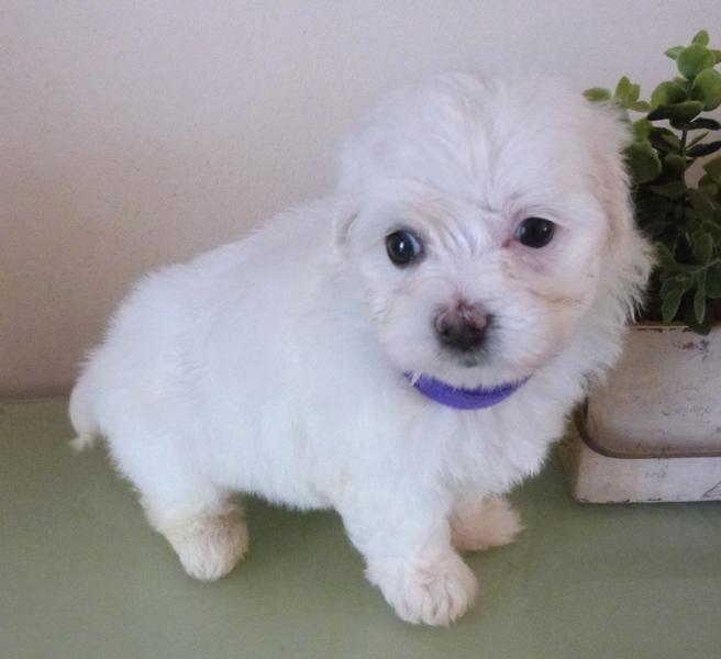 Elevage familial de Bichons Maltais