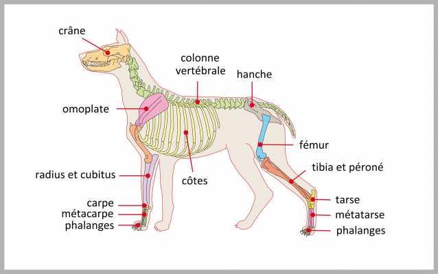 Squelette du chien elevage de chiens chinois