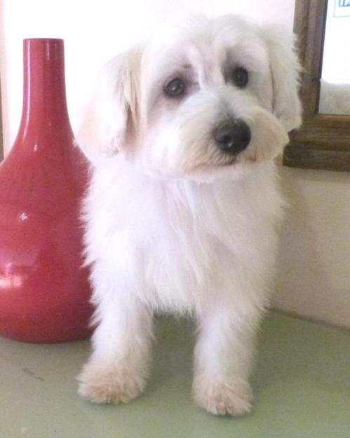 Tasco chien chinois houppette elevage du bois foucher 1