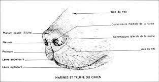 Truffe du chien elevage du bois foucher