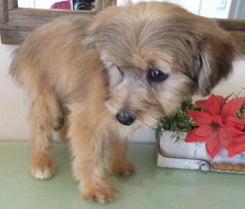 Urbain lie lee chien chinois houppette