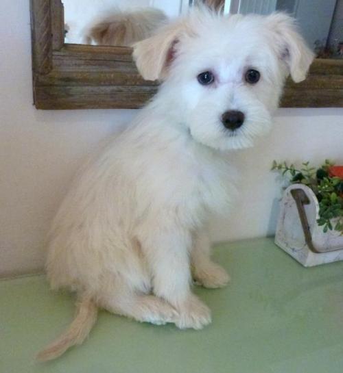 Usko lie lee chien chinois houppette