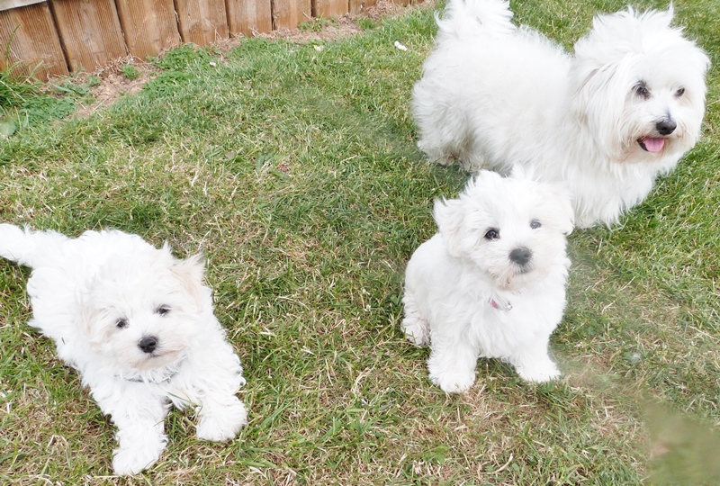 2 chiots - Avril 2015 (vendus)