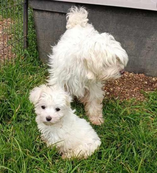 Venus corday chiot bichon maltais elevage du bois foucher