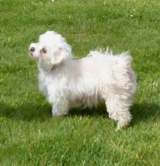 Withney elevage de chiots bichon maltais